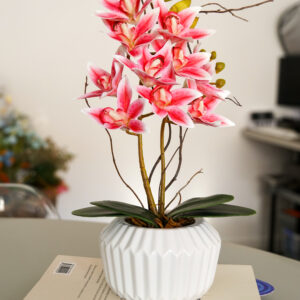 Delicata Cymbidium Rosa