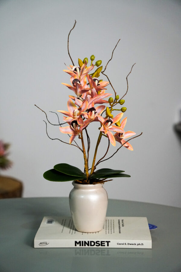 Delicata Cymbidium Salmão