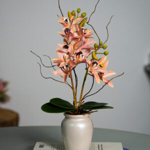 Delicata Cymbidium Salmão P