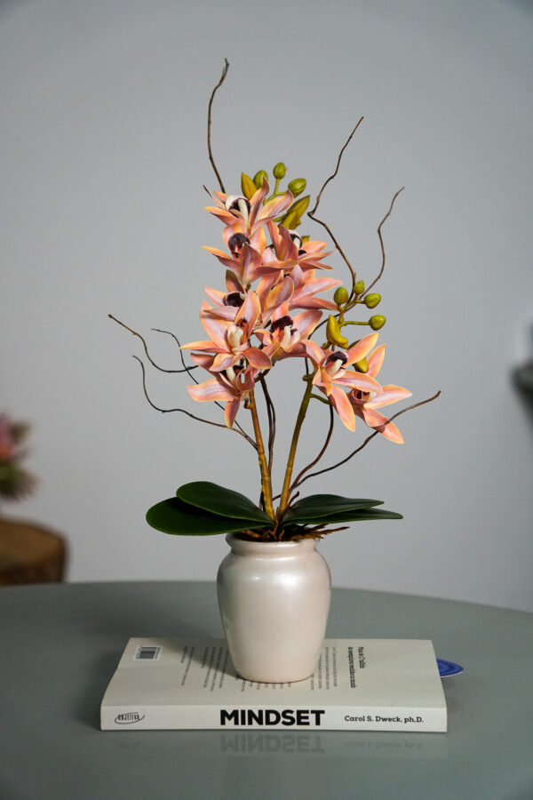 Delicata Cymbidium Salmão P