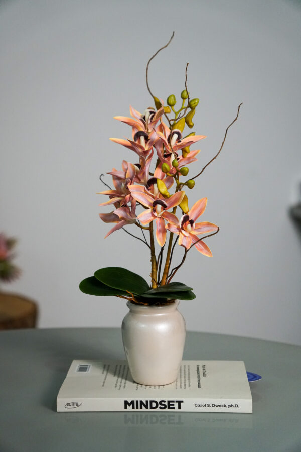 Delicata Cymbidium Salmão P