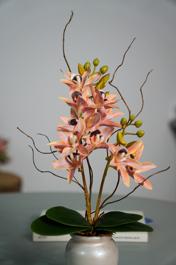 Delicata Cymbidium Salmão P