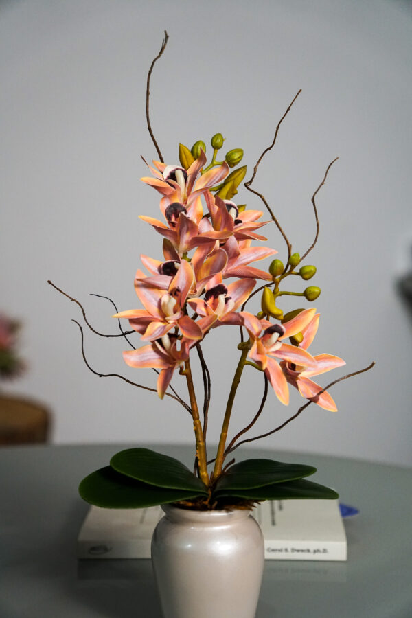 Delicata Cymbidium Salmão P