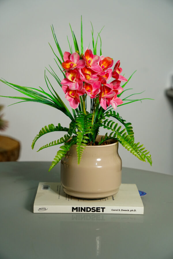 Init Orquídeas Cymbidium Rosa
