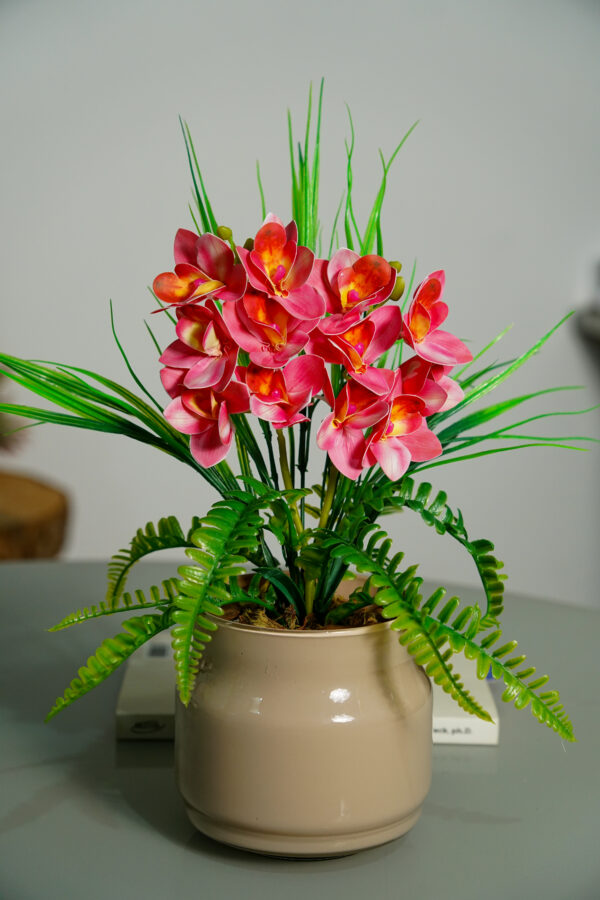 Init Orquídeas Cymbidium Rosa